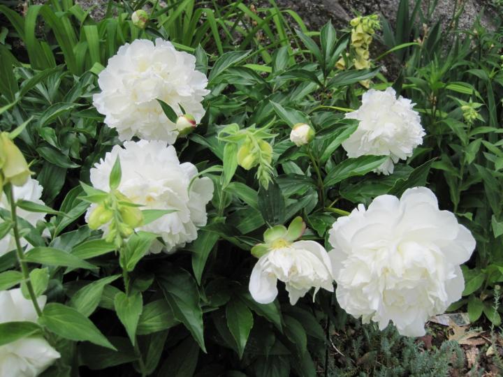 white peonies